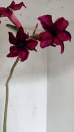 Planta Simples 3329 – 35cm – 03 anos - Imagem 5