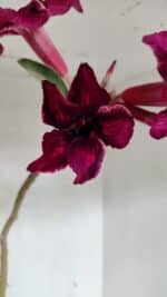 Planta Simples 3329 – 35cm – 03 anos - Imagem 4