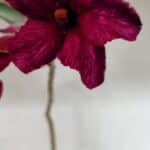 Planta Simples 3329 – 35cm – 03 anos