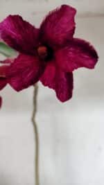 Planta Simples 3329 – 35cm – 03 anos