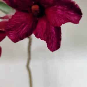 Planta Simples 3329 – 35cm – 03 anos