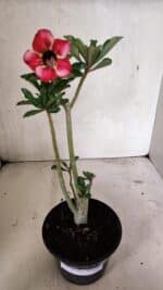 Planta Simples 3330 – 30cm – 02 anos - Imagem 2