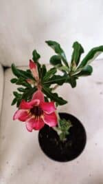 Planta Simples 3330 – 30cm – 02 anos - Imagem 4