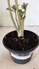 Planta Simples 3330 – 30cm – 02 anos - Imagem 7