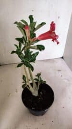 Planta Simples 3330 – 30cm – 02 anos - Imagem 6