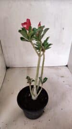 Planta Simples 3330 – 30cm – 02 anos - Imagem 5