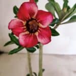 Planta Simples 3330 – 30cm – 02 anos