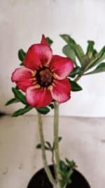 Planta Simples 3330 – 30cm – 02 anos