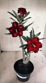 Planta Simples 3331 – 35cm – 03 anos - Imagem 2