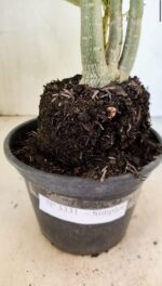 Planta Simples 3331 – 35cm – 03 anos - Imagem 6