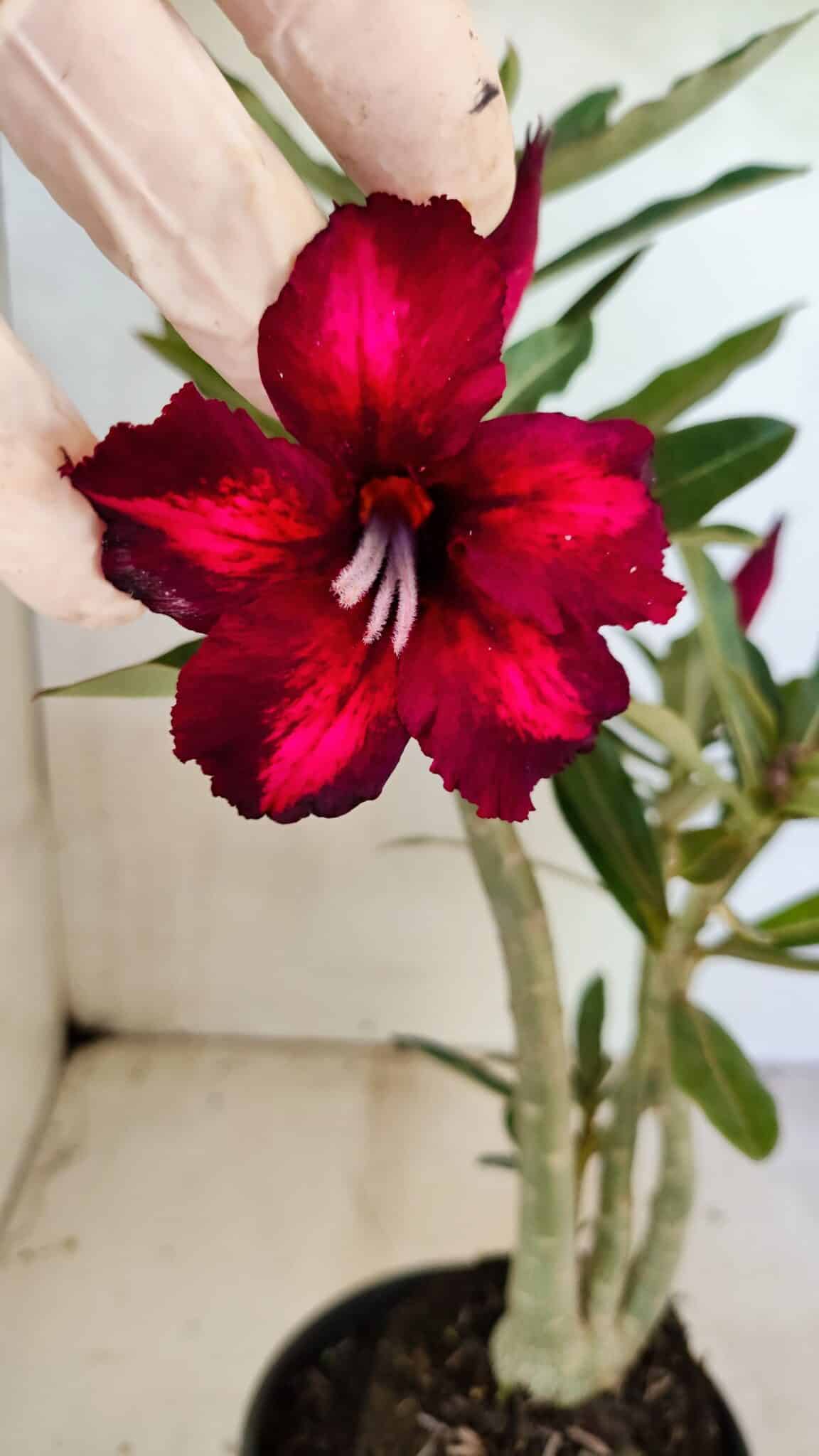 SIMPLES 3331 (1) Planta Simples 3331 – 35cm – 03 anos - Imagem 1