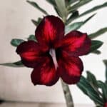 Planta Simples 3331 – 35cm – 03 anos