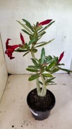 Planta Simples 3331 – 35cm – 03 anos - Imagem 5