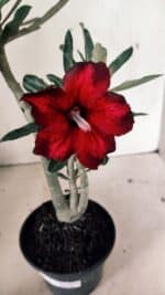 Planta Simples 3331 – 35cm – 03 anos - Imagem 4