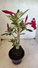 Planta Simples 3331 – 35cm – 03 anos - Imagem 4