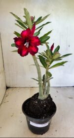 Planta Simples 3331 – 35cm – 03 anos - Imagem 2