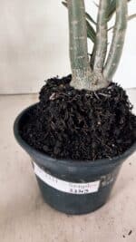 Planta Simples 3331 – 35cm – 03 anos - Imagem 6