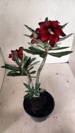 Planta Simples 3331 – 35cm – 03 anos - Imagem 5