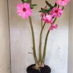 Planta Simples 3332 – 65cm – 05 anos