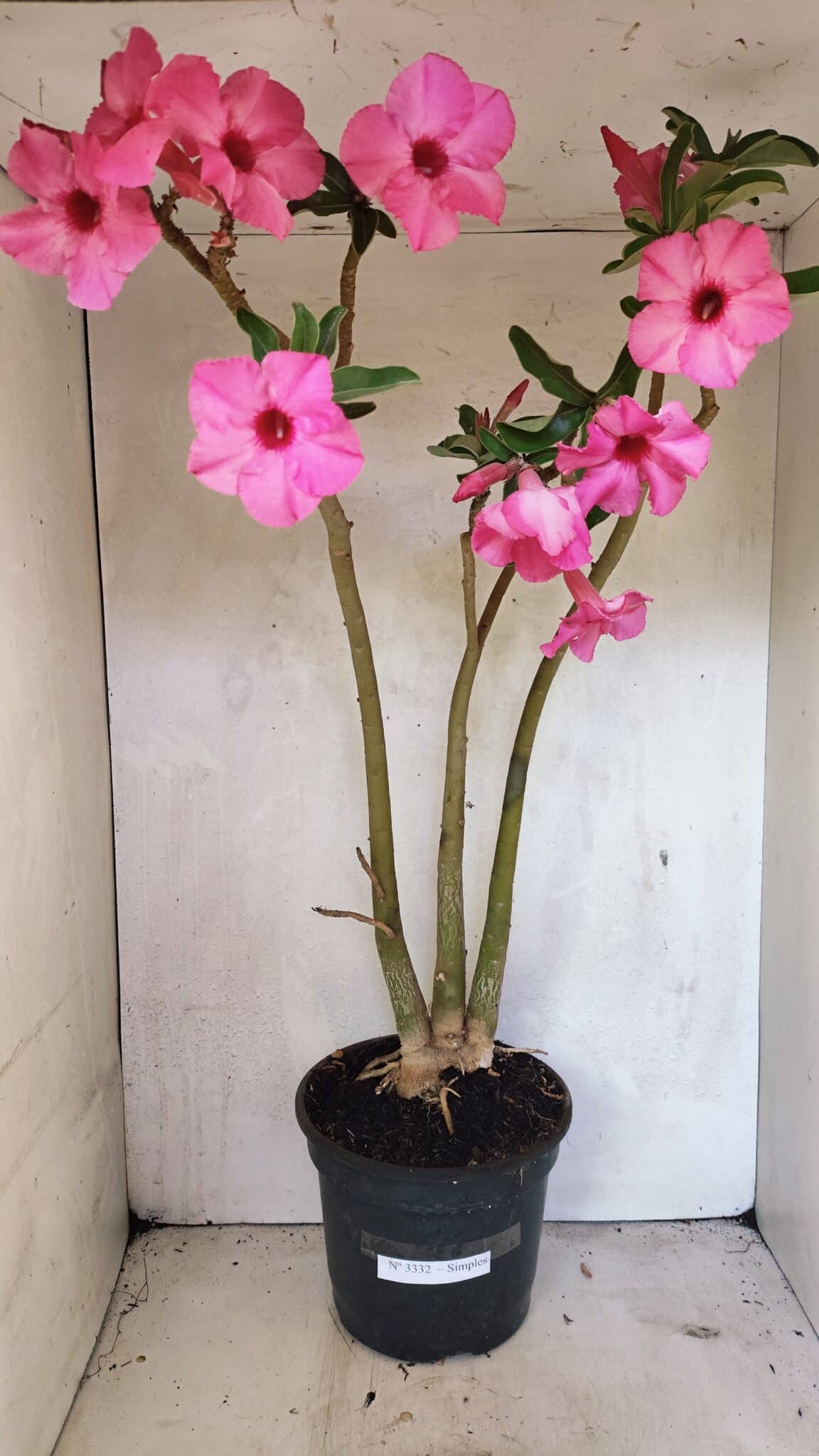 SIMPLES 3332 (1) Planta Simples 3332 – 65cm – 05 anos - Imagem 1