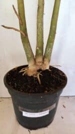 Planta Simples 3332 – 65cm – 05 anos - Imagem 8