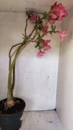 Planta Simples 3332 – 65cm – 05 anos - Imagem 7