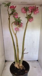 Planta Simples 3332 – 65cm – 05 anos - Imagem 5