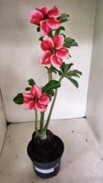 Planta Simples 3333 – 35cm – 03 anos - Imagem 2