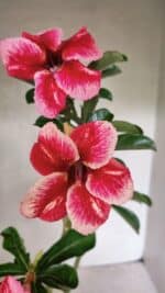 Planta Simples 3333 – 35cm – 03 anos