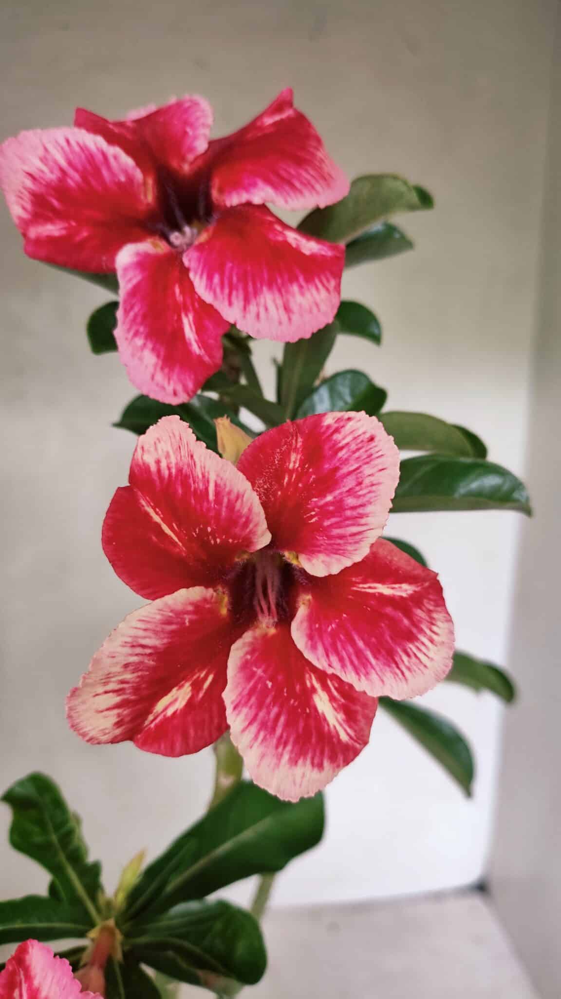 SIMPLES 3333 (2) Planta Simples 3333 – 35cm – 03 anos - Imagem 1