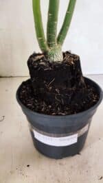 Planta Simples 3333 – 35cm – 03 anos - Imagem 6