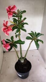 Planta Simples 3333 – 35cm – 03 anos - Imagem 4
