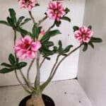 Planta Simples 3334 – 40cm – 03 anos