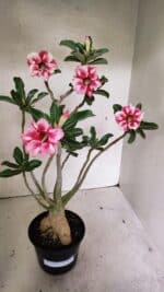 Planta Simples 3334 – 40cm – 03 anos