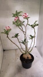 Planta Simples 3334 – 40cm – 03 anos - Imagem 5