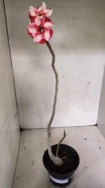 Planta Simples 3335 – 30cm – 03 anos - Imagem 2