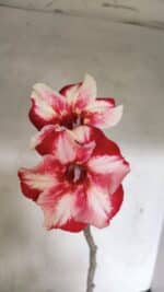 Planta Simples 3335 – 30cm – 03 anos