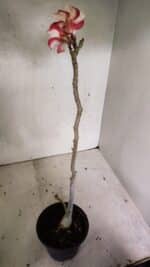 Planta Simples 3335 – 30cm – 03 anos - Imagem 5