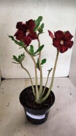 Planta Simples 3336 – 30cm – 02 anos - Imagem 2