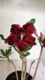 Planta Simples 3336 – 30cm – 02 anos