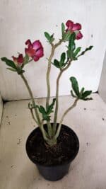 Planta Simples 3336 – 30cm – 02 anos - Imagem 6