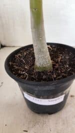 Planta Simples 3337 – 35cm – 03 anos - Imagem 6