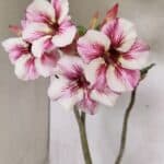 Planta Simples 3337 – 35cm – 03 anos