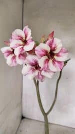 Planta Simples 3337 – 35cm – 03 anos