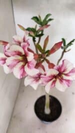 Planta Simples 3337 – 35cm – 03 anos - Imagem 4