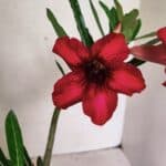 Planta Simples 3338 – 35cm – 03 anos