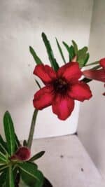 Planta Simples 3338 – 35cm – 03 anos