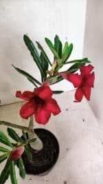 Planta Simples 3338 – 35cm – 03 anos - Imagem 4