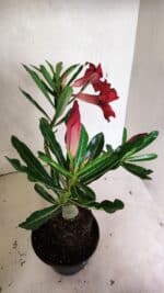 Planta Simples 3338 – 35cm – 03 anos - Imagem 6