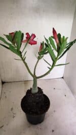 Planta Simples 3338 – 35cm – 03 anos - Imagem 5